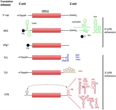 Non-canonical Translation in Plant RNA Viruses